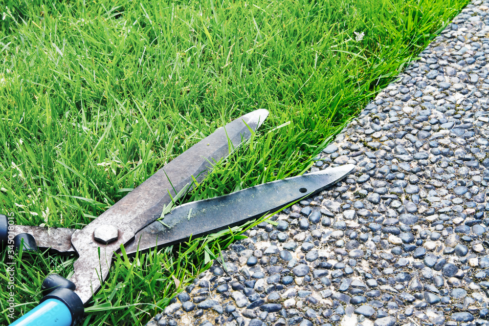 Edge of grass is trimmed with hand shears Long grass being cut by