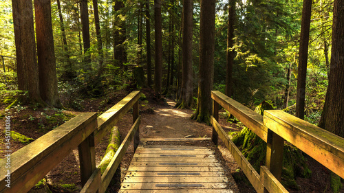 wooden bridge on forest loop trail in Belcarra Regional park
 photo