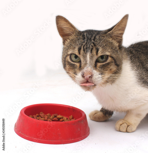 funny cat isolated on white background. eating food in red bowl.