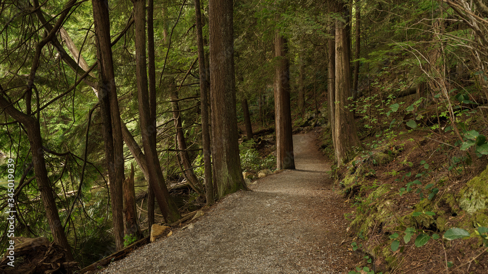 Fototapeta premium forest loop trail through tall trees at Sasamat Lake, Belcarra Regional Park, BC 