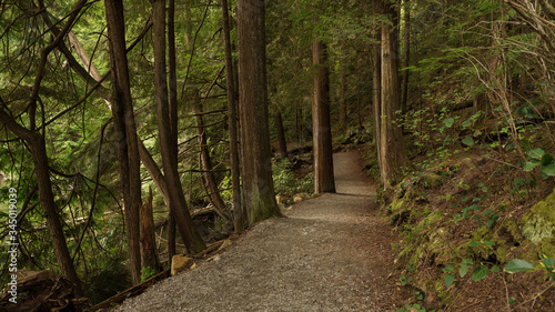 forest loop trail through tall trees at Sasamat Lake, Belcarra Regional Park, BC 