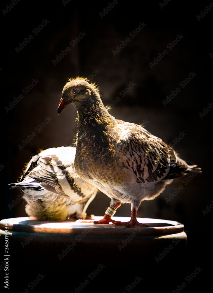 Obraz premium youngster of home pigeon racing standing on the bucket