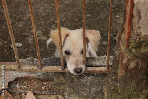 Sad puppy dog ​​looking behind a gate.