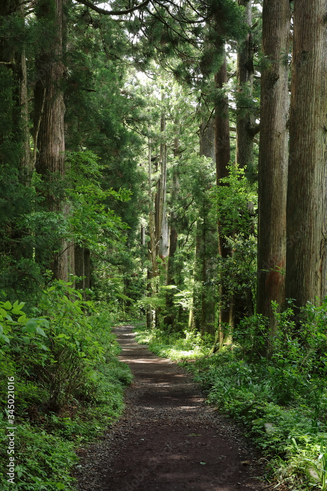 Obraz premium 箱根の新緑の風景