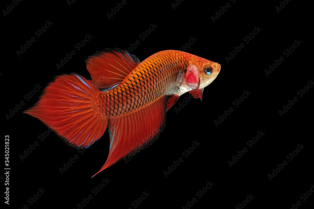 Red wild betta fish, Siamese fighting fish, Pla-kad (Biting fish) isolated on black background. Red wild betta fish, Siamese fighting fish, Pla-kad (Biting fish) isolated on black background.