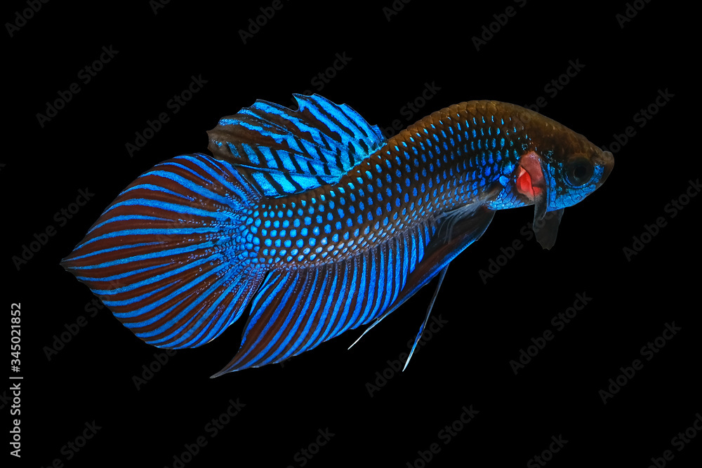 Blue wild betta fish, Siamese fighting fish, Pla-kad (Biting fish) isolated on black background. Blue wild betta fish, Siamese fighting fish, Pla-kad (Biting fish) isolated on black background.