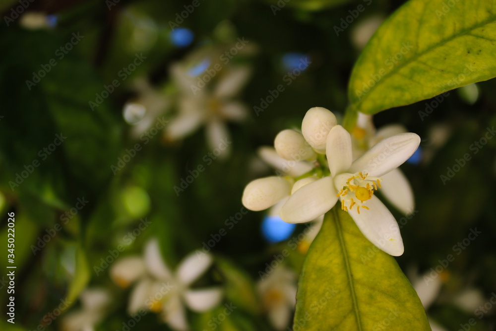 Obraz premium Orange fruit tree blossom. Orange flower close up, macro