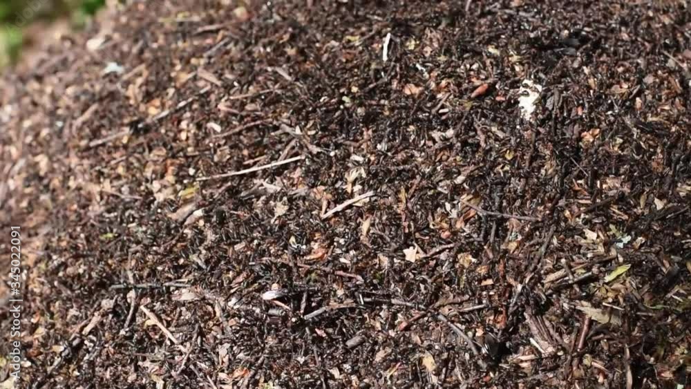 Many ants work on the anthill. slow motion Many ants work on the anthill. slow motion