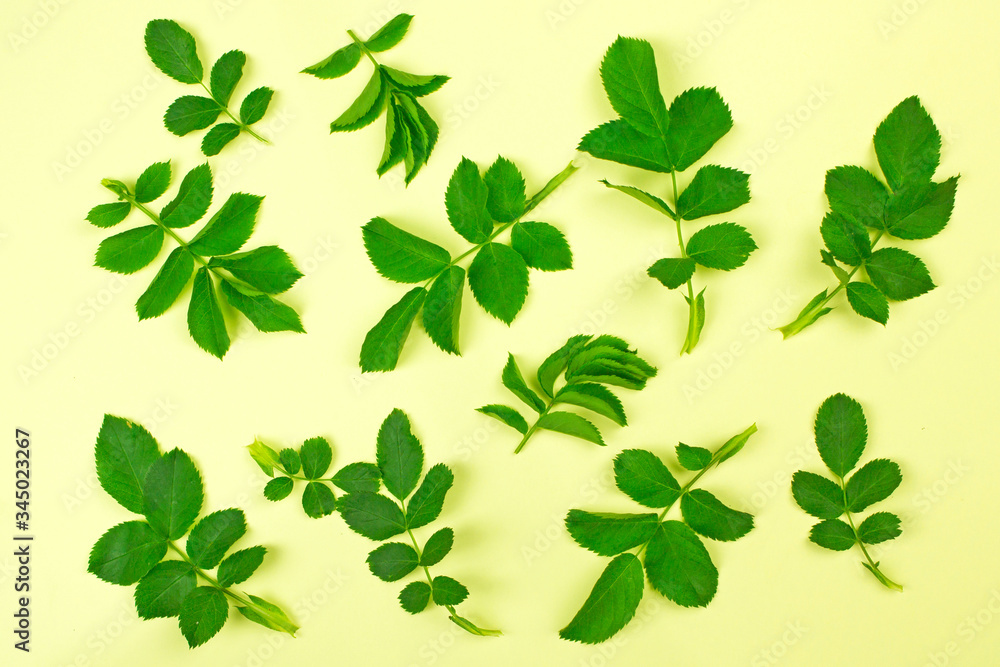 natural background with green leaves, concept of ecology and protection of nature, summer and spring, natural fresh green organic botanical texture natural background with green leaves, concept of ecology and protection of nature, summer and spring, natural fresh green organic botanical texture
