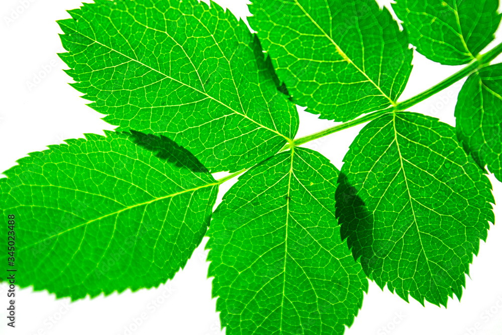 green fresh leaves in macro approximation, the concept of nature and naturalness, natural background, spring and summer theme, ecology and flora green fresh leaves in macro approximation, the concept of nature and naturalness, natural background, spring and summer theme, ecology and flora