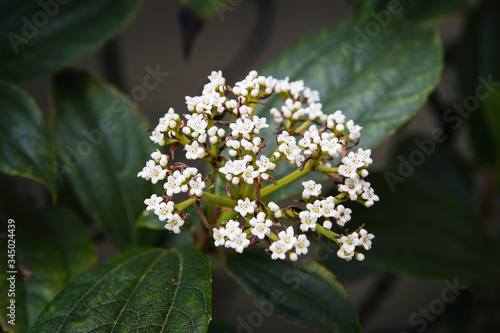 Tiny white flowers bloom on a David Viburnum shrub; A bush with pretty small white flowers with large green leaves