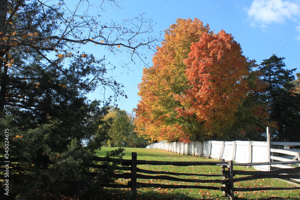 autumn in the park