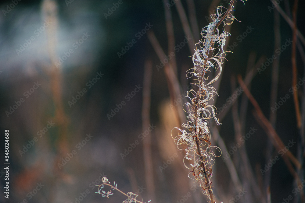 Fototapeta premium dry grass