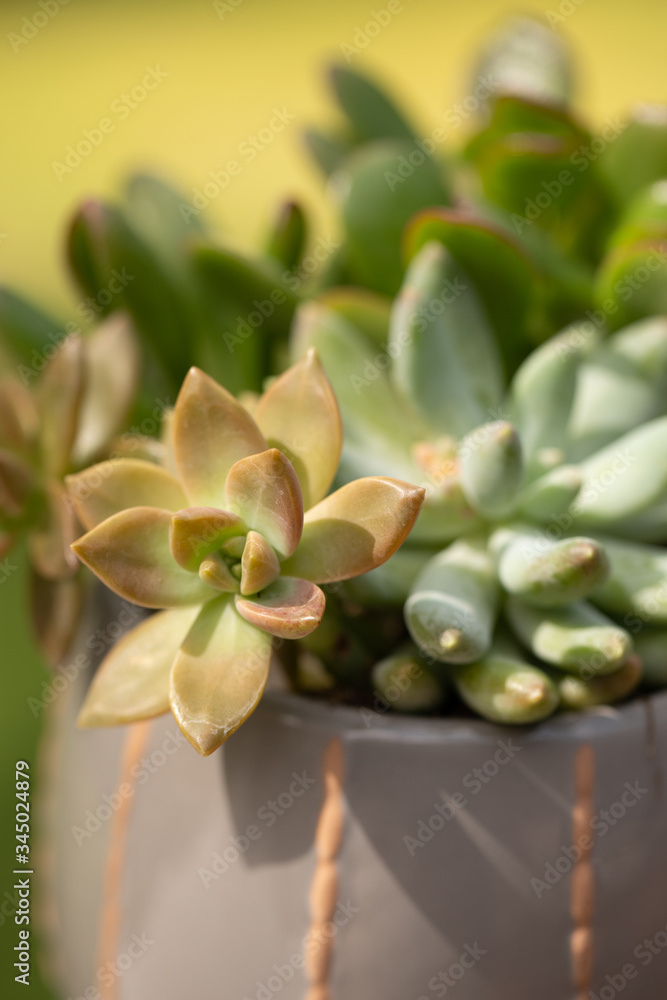 succulents in the garden succulents in the garden