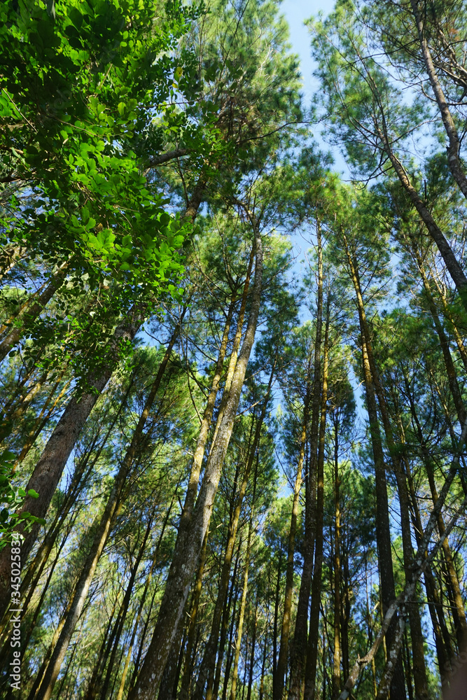 Obraz premium Pine Forest in the Afternoon
