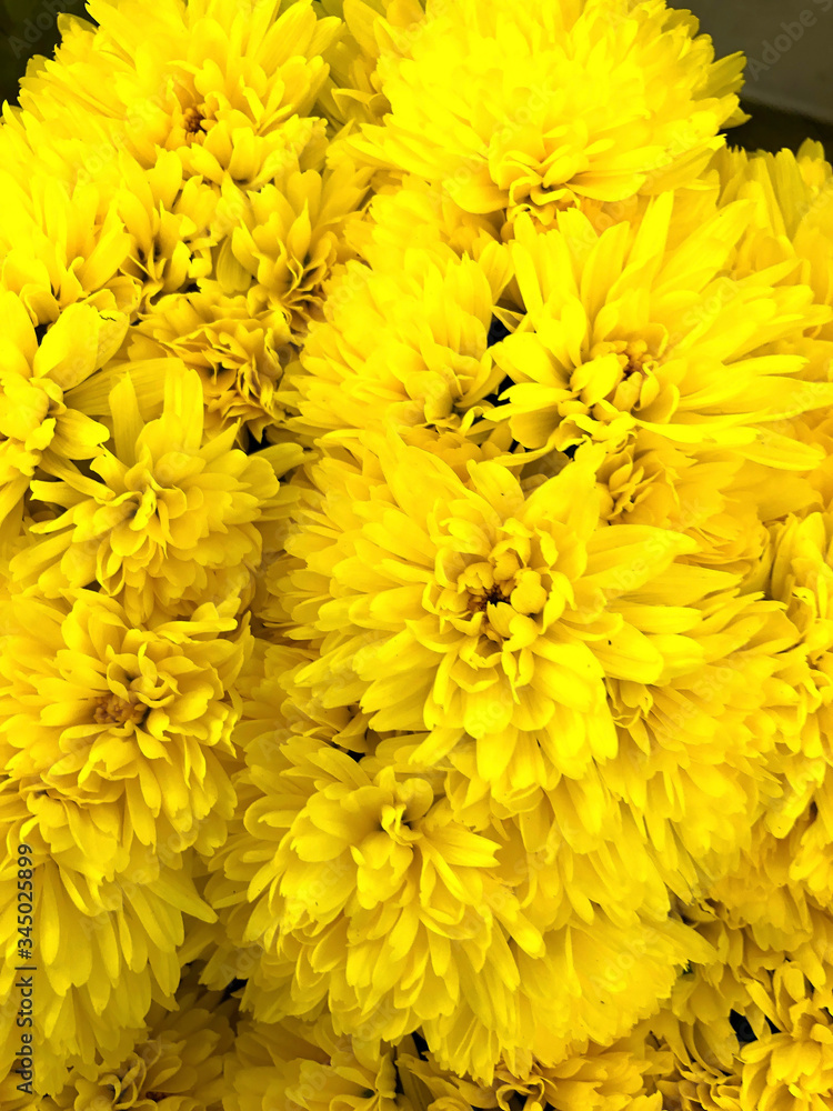 photo of home tropical plants and flowers photo of home tropical plants and flowers
