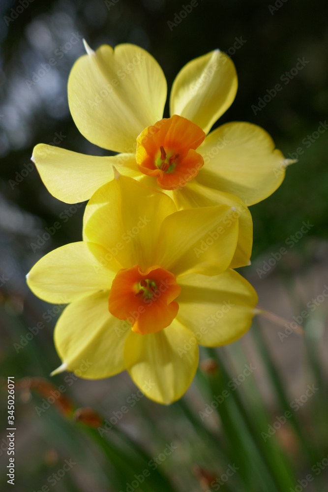 Pretty yellow daffodil flowers close-up Pretty yellow daffodil flowers close-up