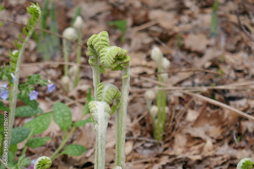 Cinnamon fern fiddle heads new growth in nature
