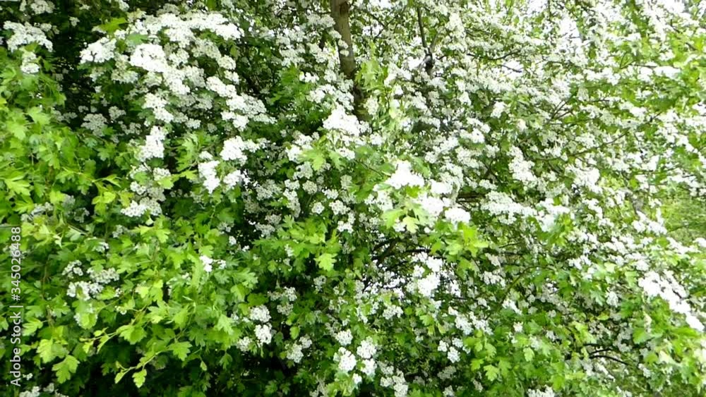 hawthorn, blossom, medicinal and food plant hawthorn, blossom, medicinal and food plant