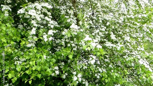 hawthorn, blossom, medicinal and food plant photo