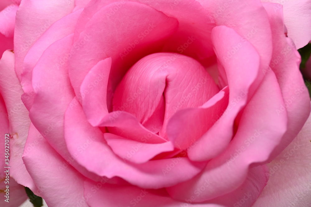 beautiful pink rose flower blossom, concept image of sexual orgasm man and woman beautiful pink rose flower blossom, concept image of sexual orgasm man and woman
