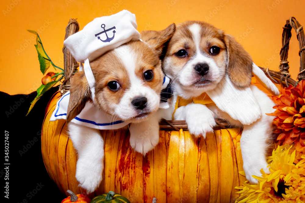 Two Beaglier Puppies, One Wearing a Sailor Outfit and One Wearing a Banana Costume, in a Pumpkin Basket Surrounded by Autumn Vegetables and Flowers 
