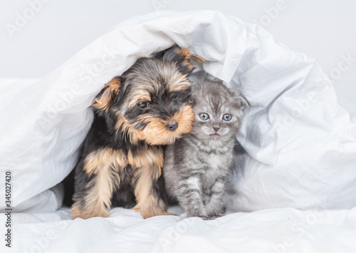 Friendly yorkshire terrier puppy and kitten sit together under warm blanket on a bed