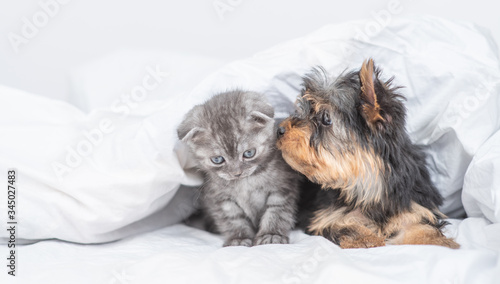 Yorkshire Terrier puppy kisses kitten under warm blanket on a bed. Empty space for text