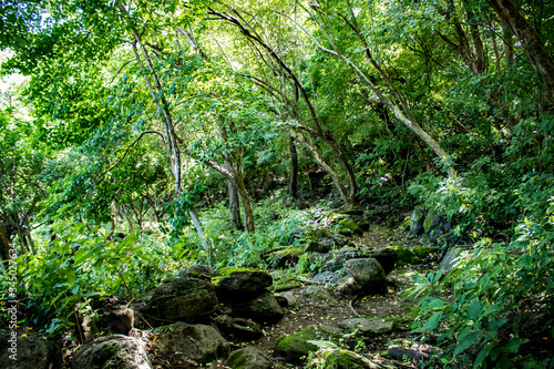 Boulder Lined Pathway Leads through the Rain Forest on Zapatera Island outside of Granada, Nicaragua © E. M. Winterbourne