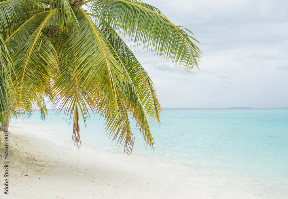 Fototapeta premium Coconut palm leaves on the white sand beach 