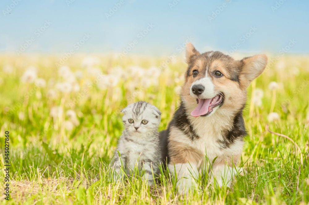 Portrait of a puppy and kitten sitting on green grass with dandelions on a sunny day. Empty space for text