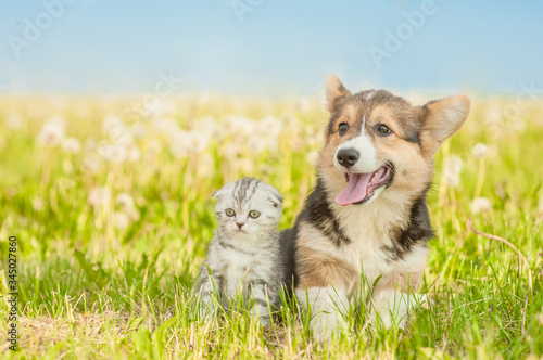 Portrait of a puppy and kitten sitting on green grass with dandelions on a sunny day. Empty space for text