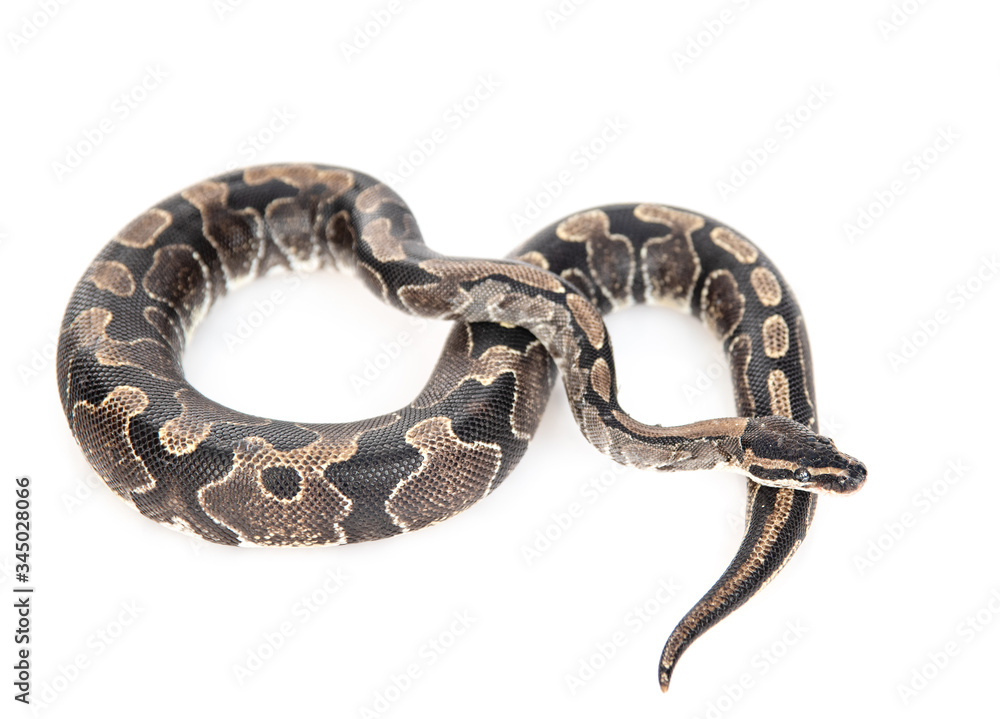Royal Python, or Ball Python (Python regius) in top view. Isolated on white background Royal Python, or Ball Python (Python regius) in top view. Isolated on white background