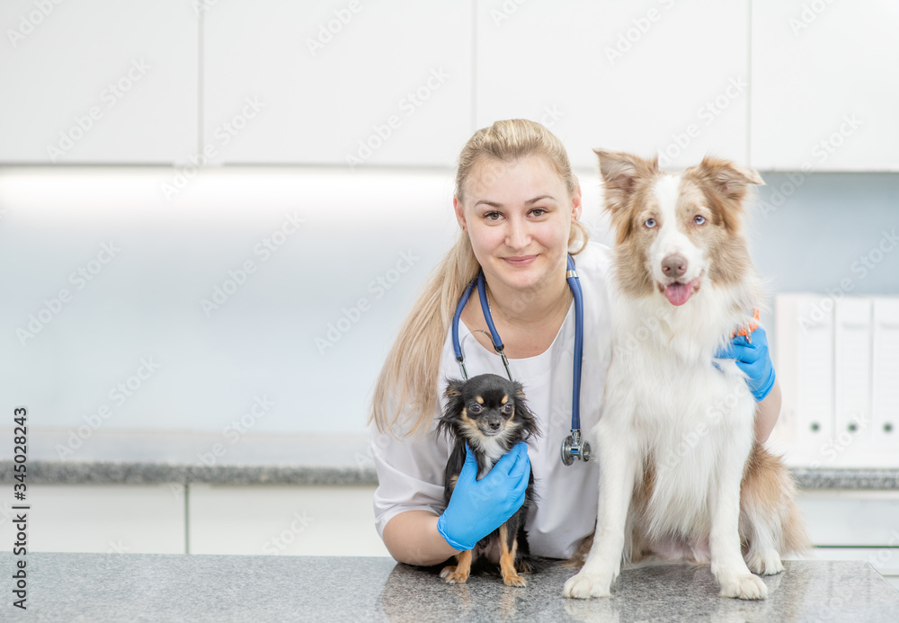 Smiling veterinarian doctor hugs dogs in vet clinic. Empty space for text