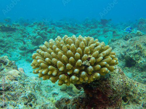 Staghorn coral or branching coral in the Maldives sea