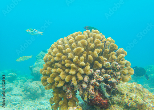 Cauliflower coral, Pocillopora species in tropical sea photo