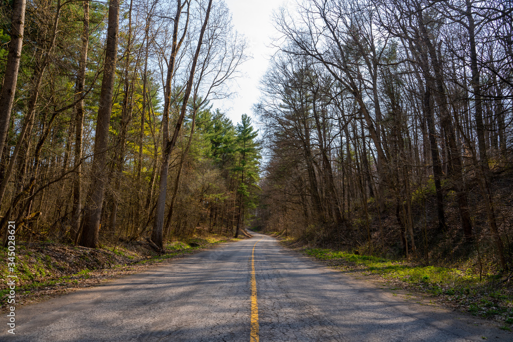 Obraz premium Road in a forest landscape during springtime with clear weather 