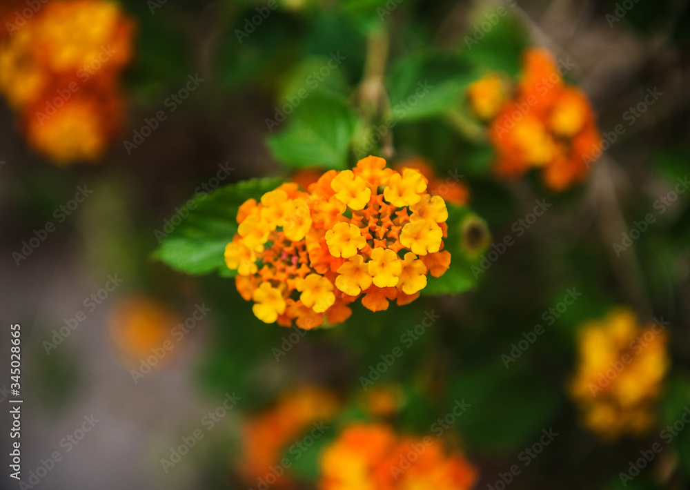 orange flower in the garden, Panama, Central America orange flower in the garden, Panama, Central America