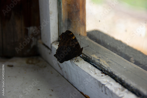 butterfly - the day peacock's eye sits on an old window frame. butterfly can't fly out into the fresh air.