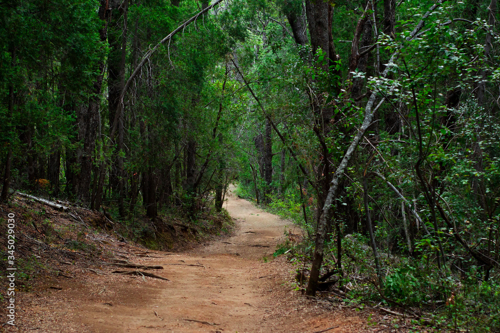 Obraz premium Sendero en el bosque