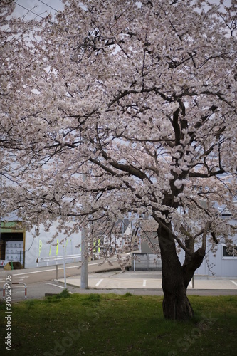 Beautiful cherry sakura trees that bloom in the garden
