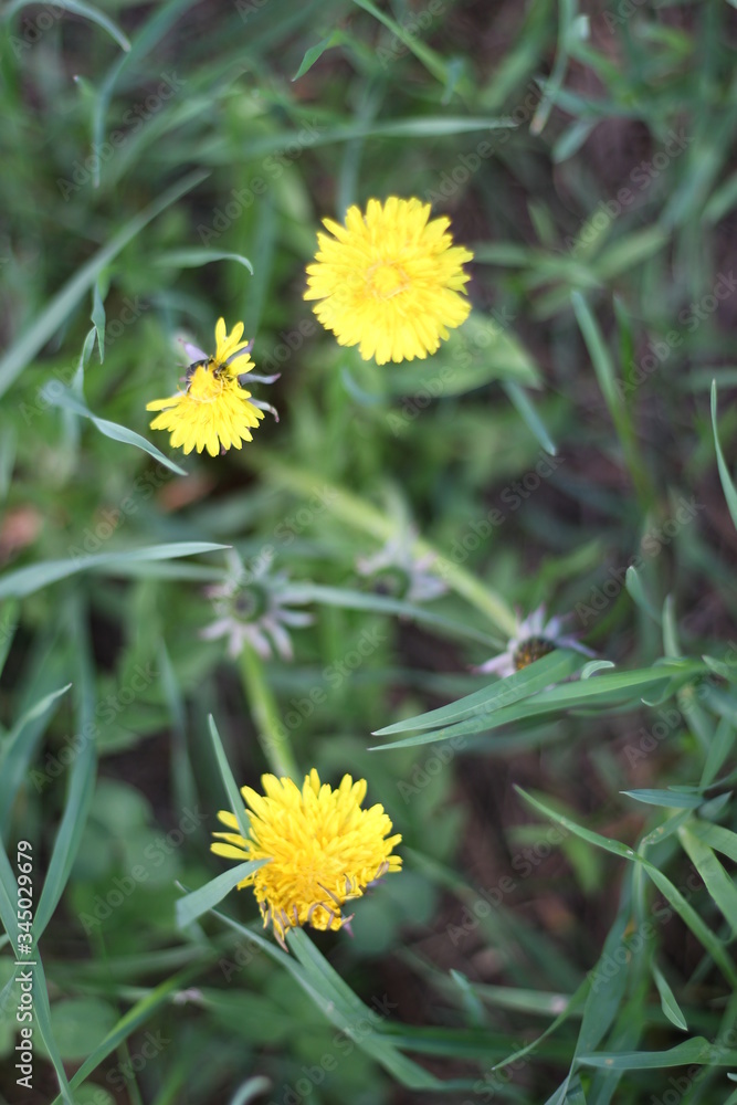 
dandelion