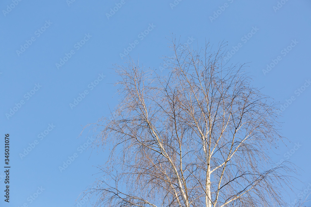 The top of the crown of a birch tree without leaves against a blue sky with free space for text. Spring autumn landscape. The top of the crown of a birch tree without leaves against a blue sky with free space for text. Spring autumn landscape.
