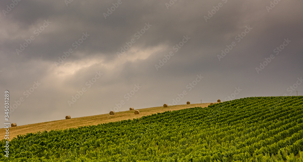 MARCHE REGION ITALY view of the hills with agriculture fields