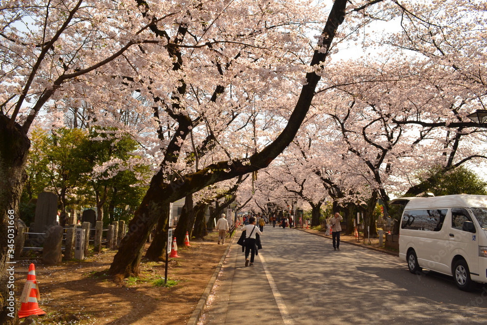 Sakura Trees in Sakura Season 