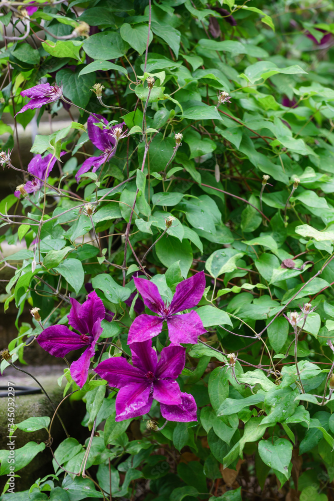 clematis flowers in the garden