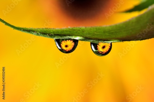 Gentle reflection on the water droplets macro photo