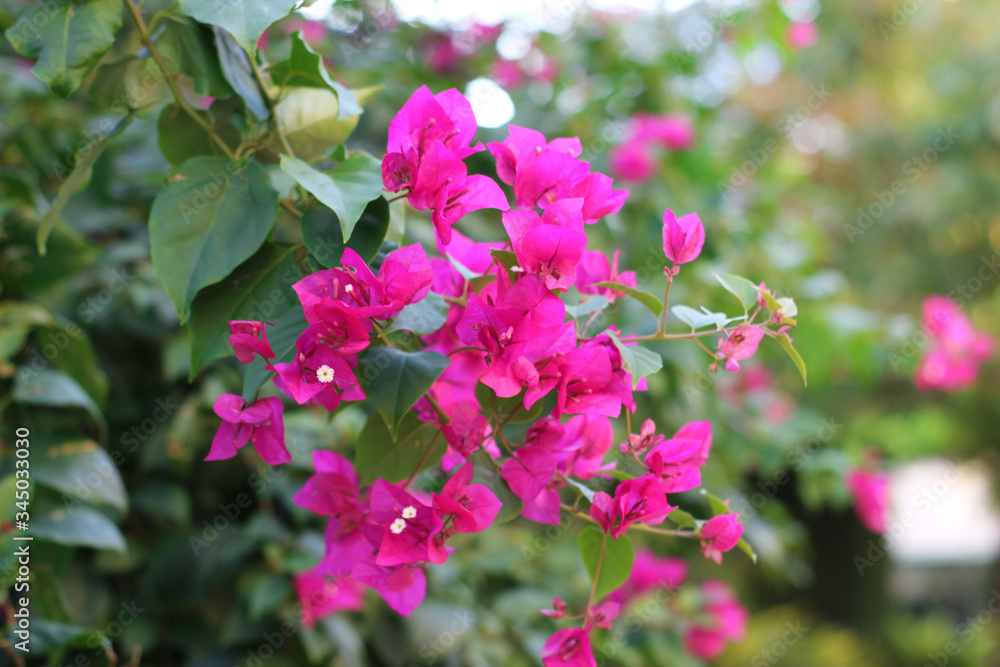 Obraz premium Pink flowers in the garden