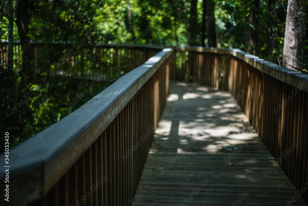 wooden bridge in the woods