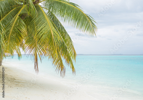 Palm tree on the beach and beautiful ocean on the background 